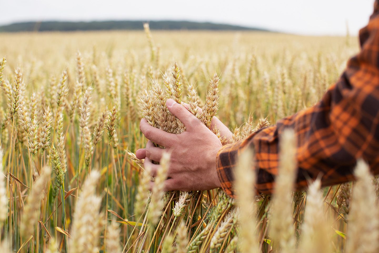 Αγρότης σε χωράφι σιταριού